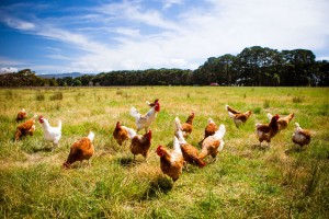 4 Factors that Impact Chicken Life Expectancy