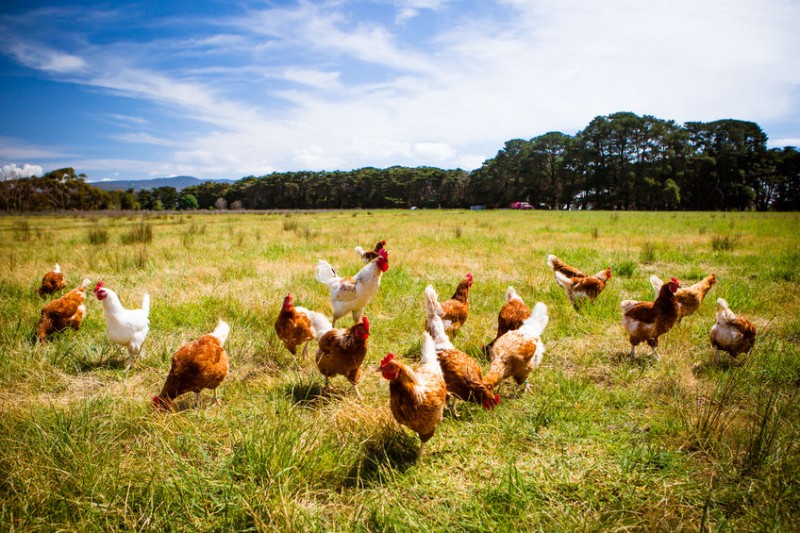 4 Factors that Impact Chicken Life Expectancy Chickens For Backyards