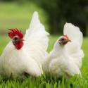 The Most Common Mistakes When Raising Backyard Chickens