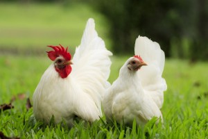 The Most Common Mistakes When Raising Backyard Chickens