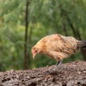 The Pros and Cons of Free Ranging Your Chickens