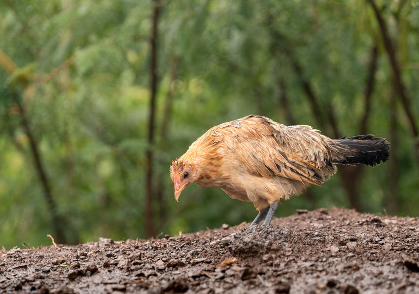 The Pros and Cons of Free Ranging Your Chickens