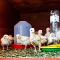 Transitioning Your Chicks from the Brooder to the Coop