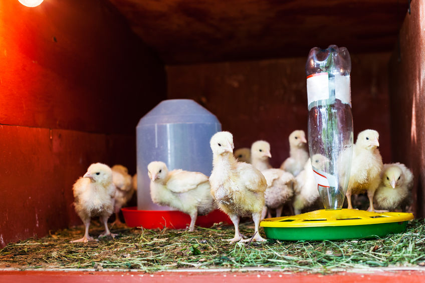 Transitioning Your Chicks from the Brooder to the Coop