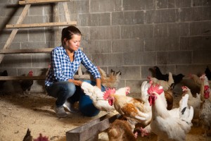Raising Chickens 3 Easy Ways to Make Raising Chickens Easier on Your Body