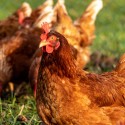 Biosecurity for Your Backyard Chickens