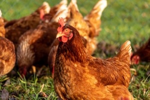 Biosecurity for Your Backyard Chickens