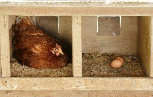 Chicken Nesting Boxes 101