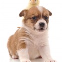 How to Make Your Dogs and Chickens Get Along