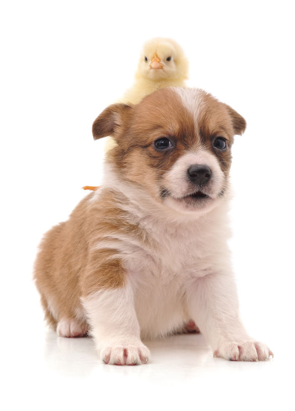 How to Make Your Dogs and Chickens Get Along