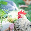 Chicken Molting: How to Prepare for When Your Chickens Start to Molt