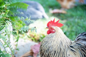 Chicken Molting: How to Prepare for When Your Chickens Start to Molt