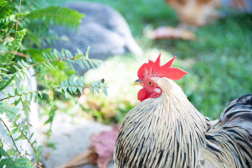 Chicken Molting: How to Prepare for When Your Chickens Start to Molt