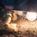 How Much Heats Do Baby Chicks Need?