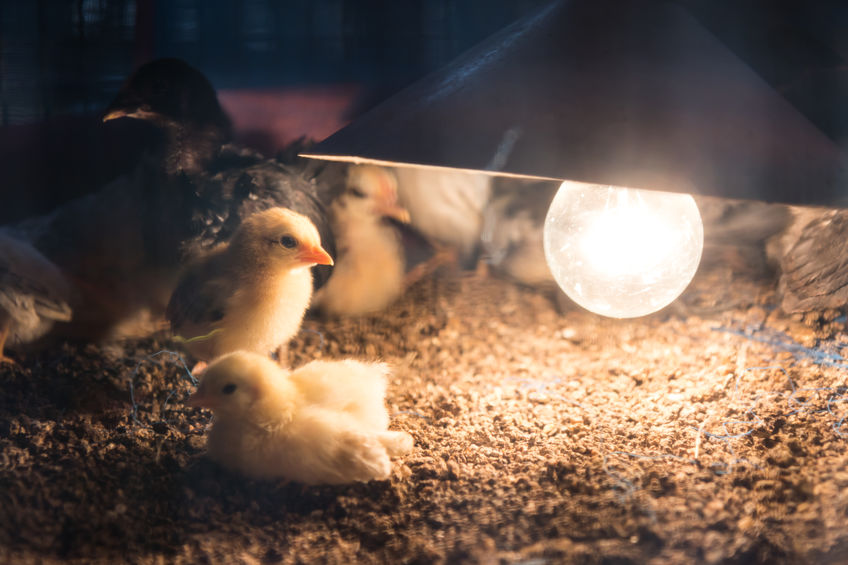 How Much Heats Do Baby Chicks Need?