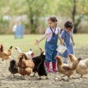 5 Ways to Raise Chickens Around Children