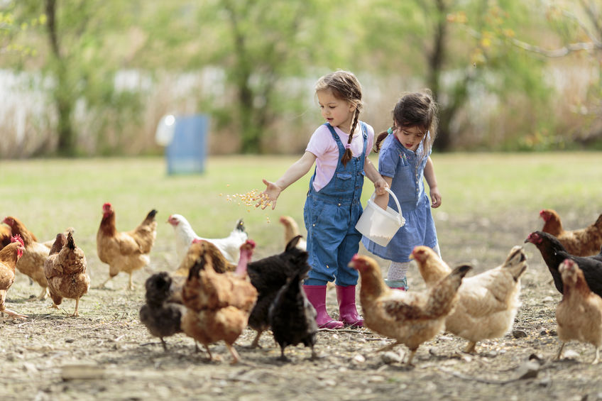 5 Ways to Raise Chickens Around Children