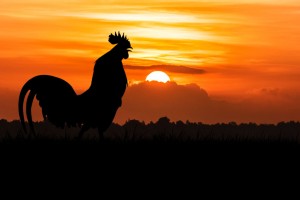 What to Do About a Loud Rooster