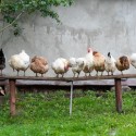 The Different Types of Chicken Breeds