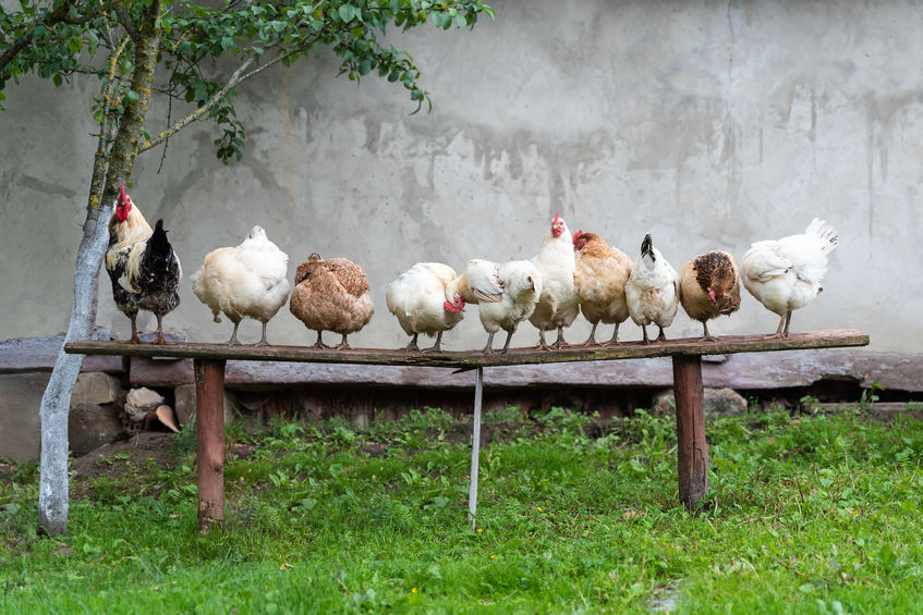 The Different Types of Chicken Breeds