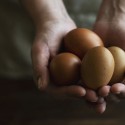 What to Do with Extra Eggs from Your Backyard Chickens?