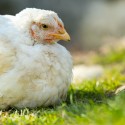 Chicken Vaccinations: A Guide to Vaccinating Your Backyard Chickens
