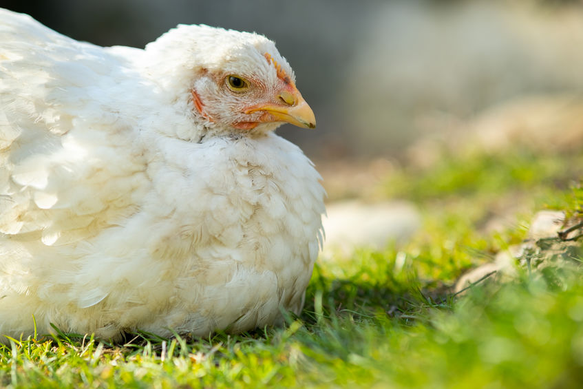 Chicken Vaccinations: A Guide to Vaccinating Your Backyard Chickens