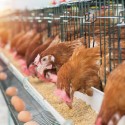 The Different Types of Chicken Feeders