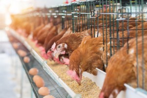 The Different Types of Chicken Feeders