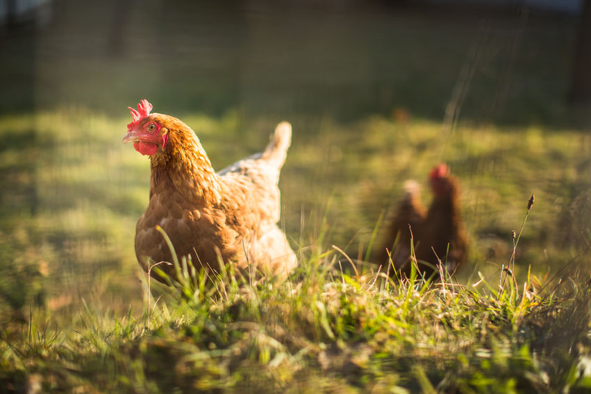 How to Keep Your Chickens in Your Yard