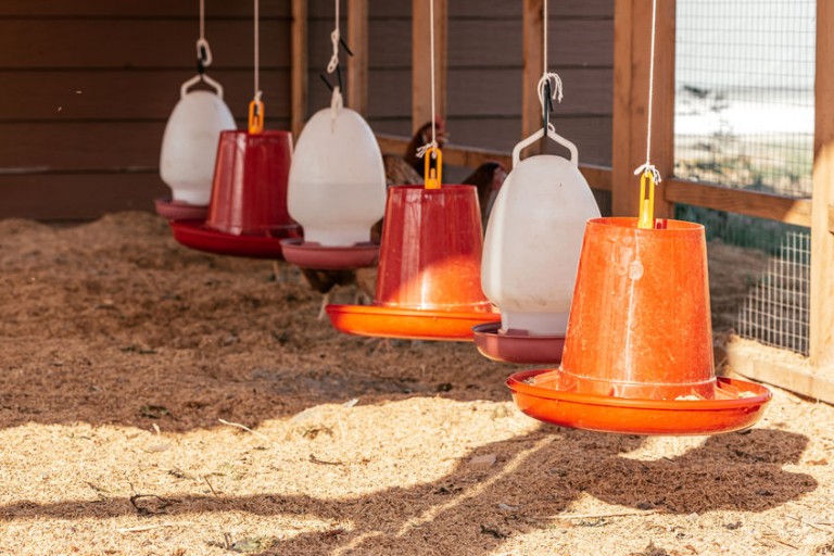 Chicken Waterers Everything You Need to Know Chickens For Backyards