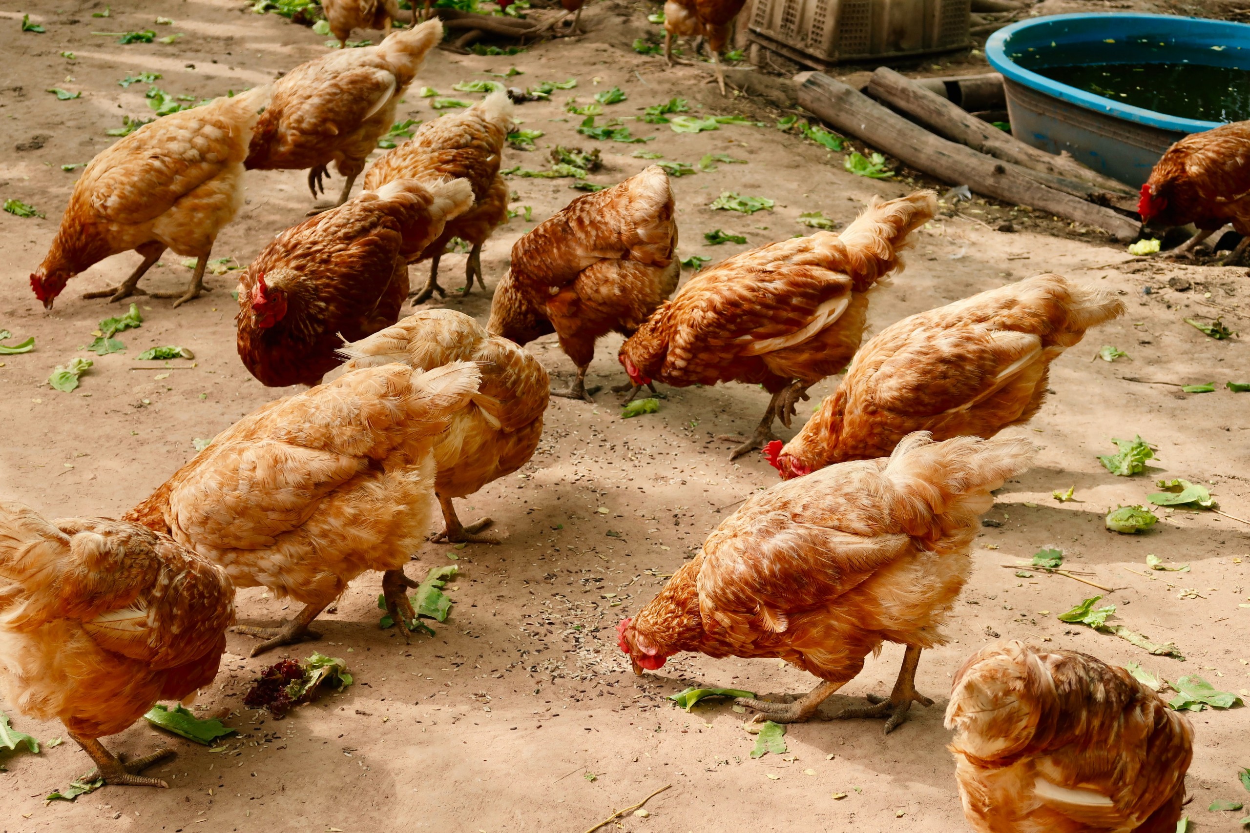 The Ultimate Guide to Feeding Your Chickens