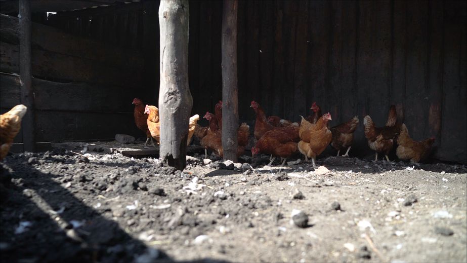 What is the Best Chicken Coop Flooring?