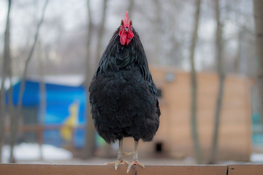 The Ultimate Chicken Winter Care Guide