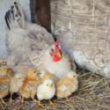 The Best Chicken Coop Bedding Materials