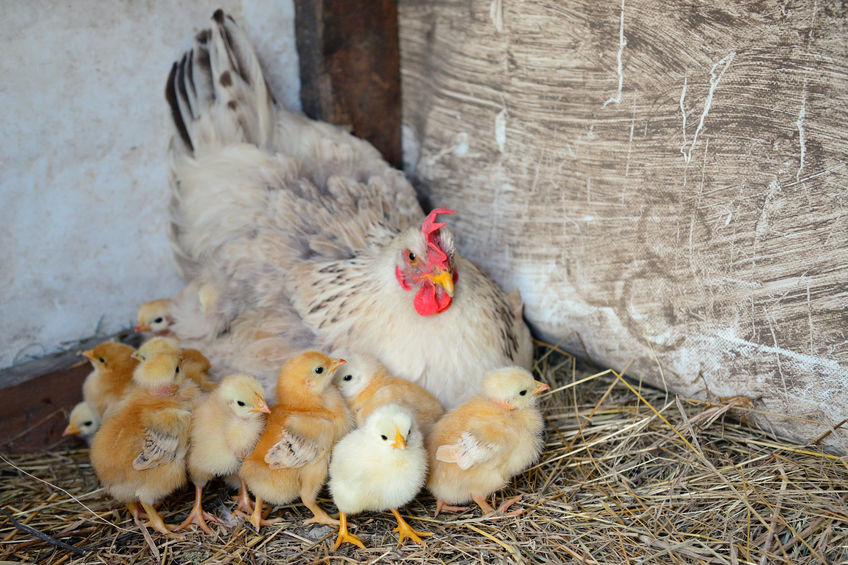 The Best Chicken Coop Bedding Materials