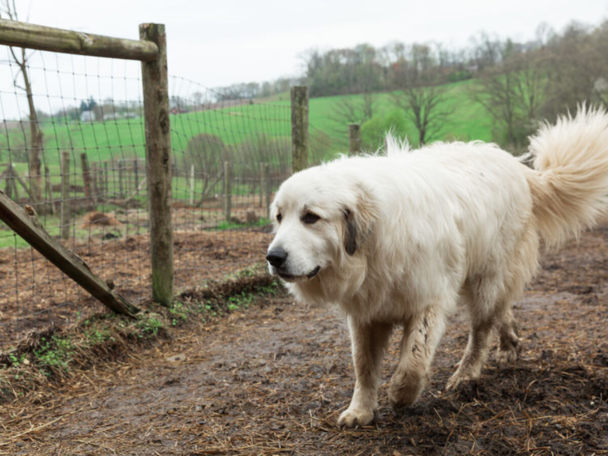 are great pyrenees good guard dogs