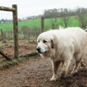 Livestock Guard Dogs: The Best Dog Breeds to Protect Your Flock