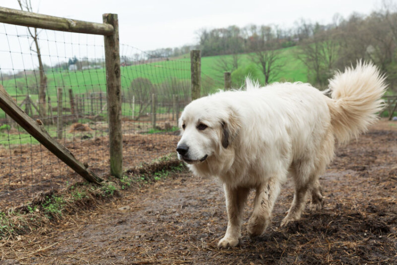 Livestock Guard Dogs The Best Dog Breeds to Protect Your Flock