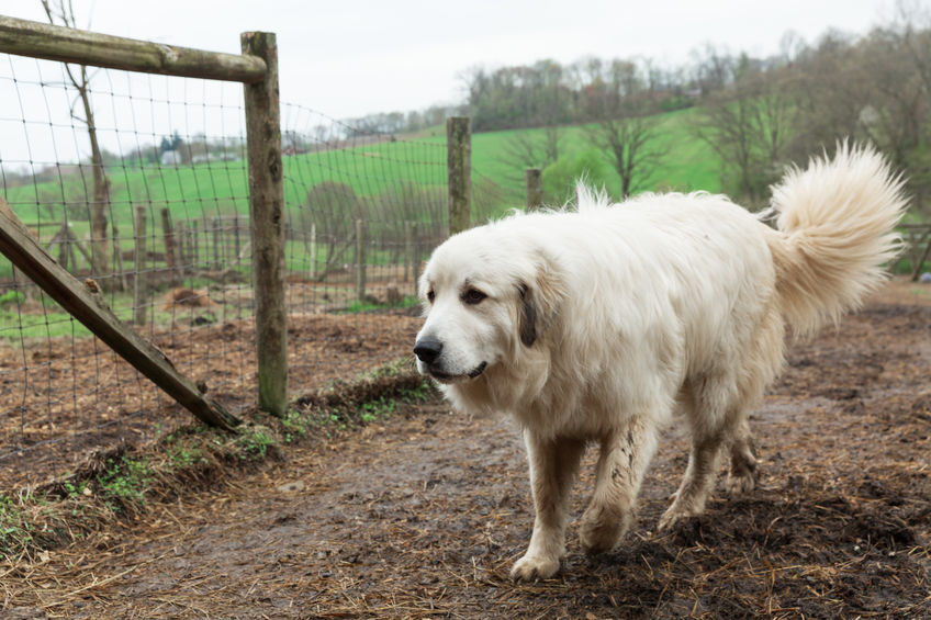 Livestock Guard Dogs: The Best Dog Breeds to Protect Your Flock