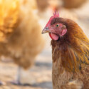 The Ultimate Guide to Making Money from Backyard Chickens