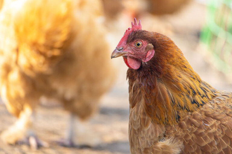 Blog about backyard chicken keeping to make money