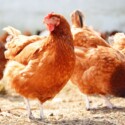 How to Care for Aging Chickens