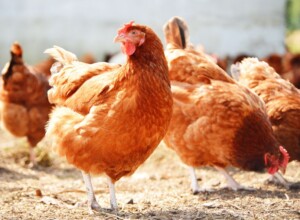 How to Care for Aging Chickens