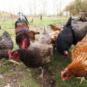 Debunking Common Myths Associated with Raising Backyard Chickens