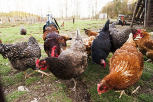 Debunking Common Myths Associated with Raising Backyard Chickens