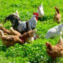Should I Give My Chickens Probiotics?