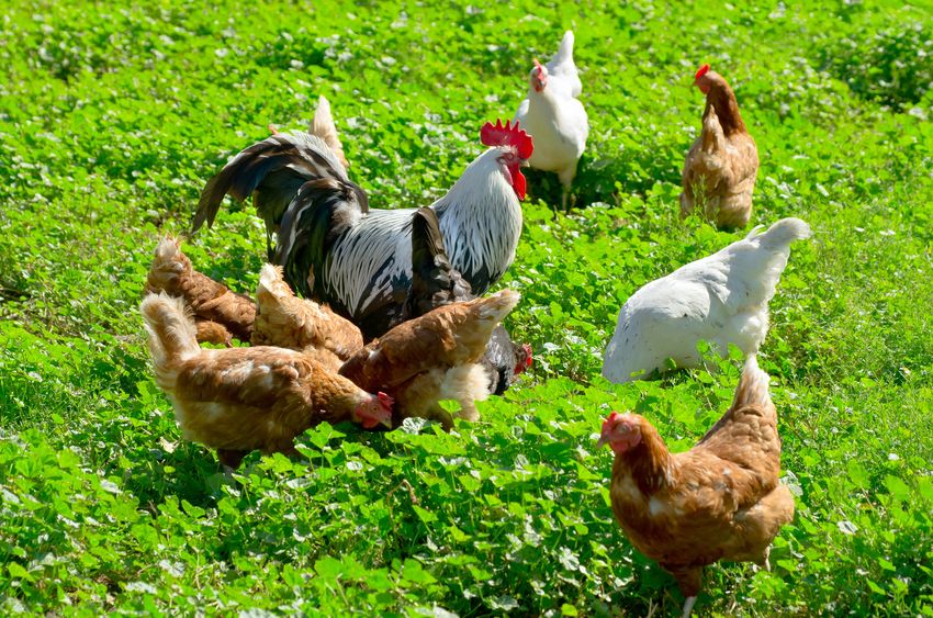 Should I Give My Chickens Probiotics?