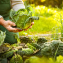 How to Create a Chicken Garden