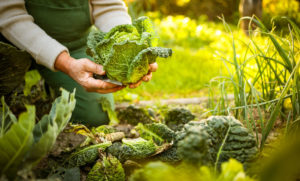 How to Create a Chicken Garden